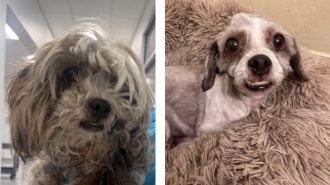 Her ideal home is somewhere where she is the only dog and the center of attention, making up for the years of neglect. Do you have a warm lap for an adorable girl?