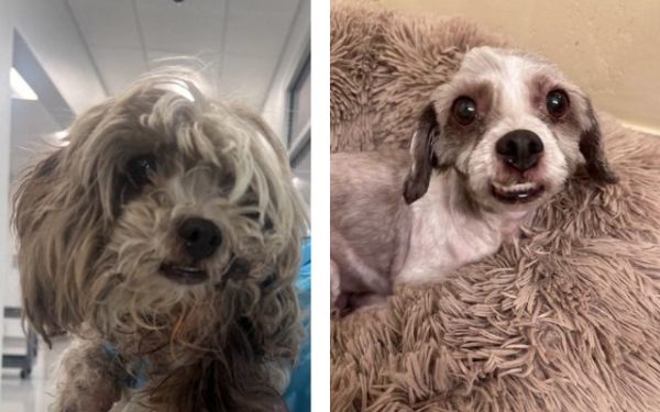 Adoptable Pet of the Week: Millie