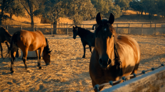 Local horse sanctuary to host pole barn benefit concert