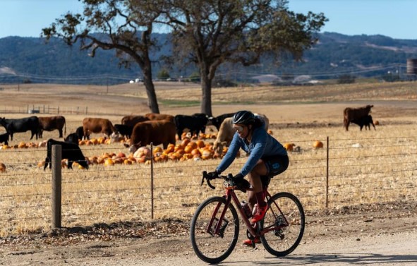 Bovine Classic cycling event returns to North County