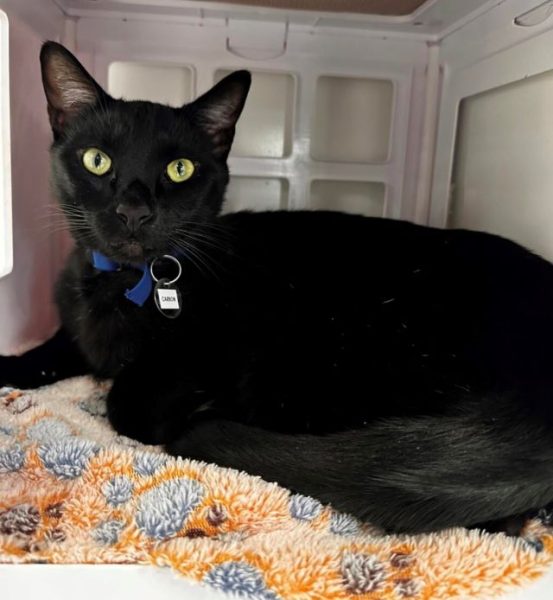 Adoptable Pet of the Week: Carbon
