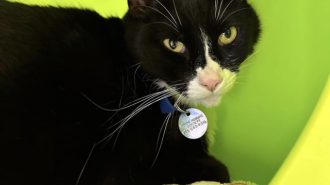 Adoptable Pet of the Week: Charlie