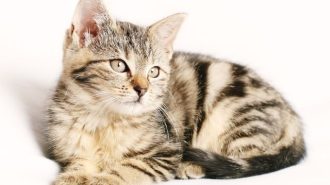 Woods Humane seeking entries for Pets of the Year calendar contest