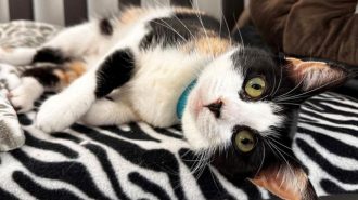 Adoptable Pet of the Week: Missy