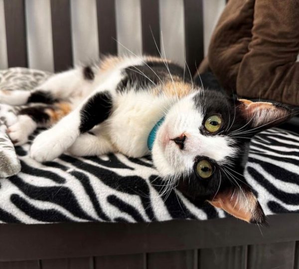 Adoptable Pet of the Week: Missy