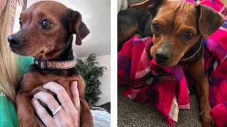 Adoptable Pet of the Week Miss Wiggles