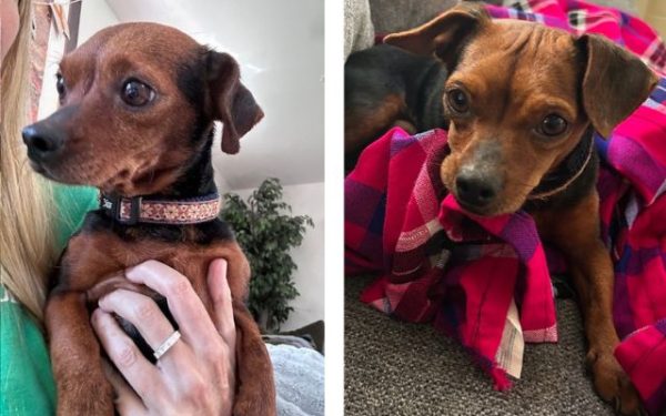 Adoptable Pet of the Week Miss Wiggles