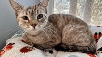 Adoptable Pet of the Week: Coconut