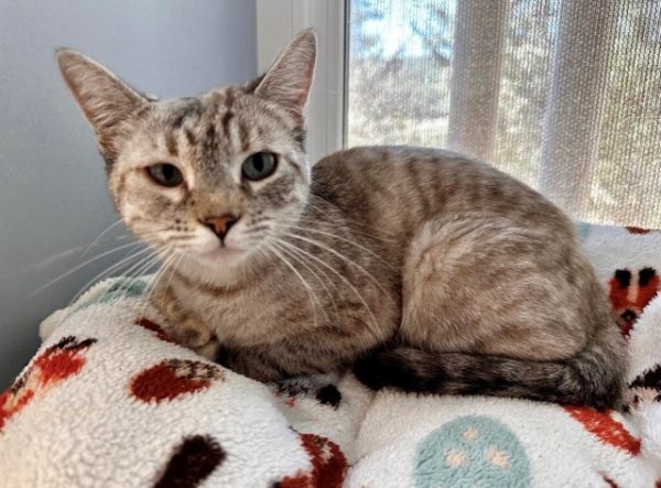 Adoptable Pet of the Week: Coconut