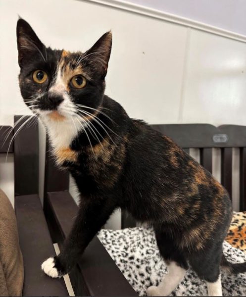 Adoptable Pet of the Week: Purrsephone