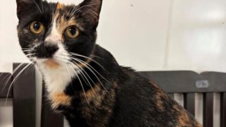Adoptable Pet of the Week: Purrsephone