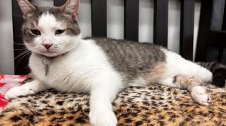 Tungsten adoptable pet of the week