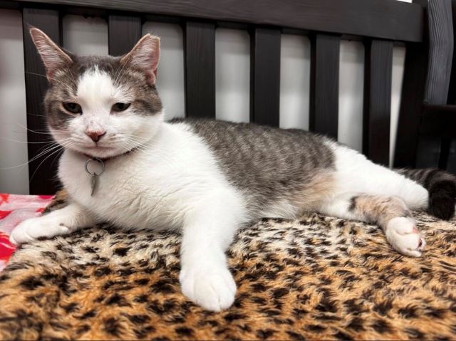 Tungsten adoptable pet of the week