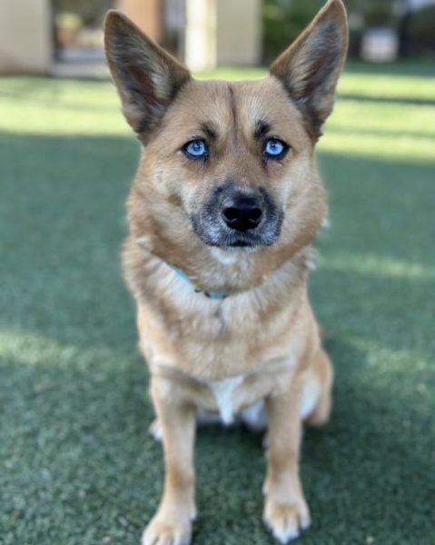 Adoptable Pet of the Week: Cashew