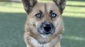 Adoptable Pet of the Week: Cashew