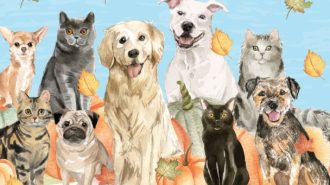 Humane society's fall festival to feature costume contests, pet fair