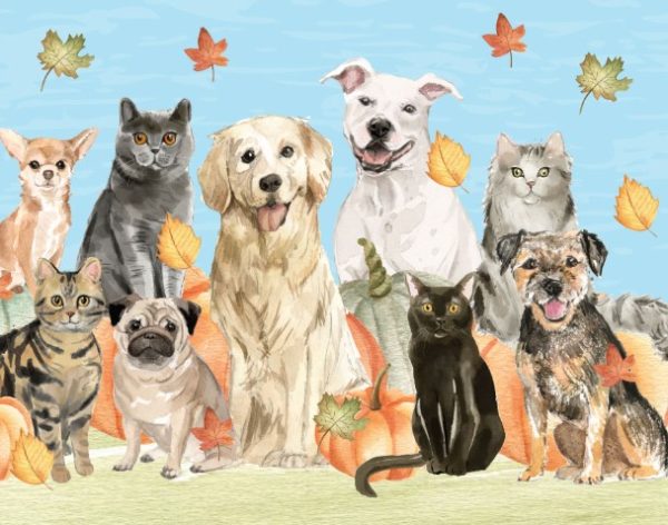 Humane society's fall festival to feature costume contests, pet fair