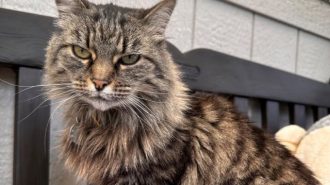 Adoptable Pet of the Week Fiddle