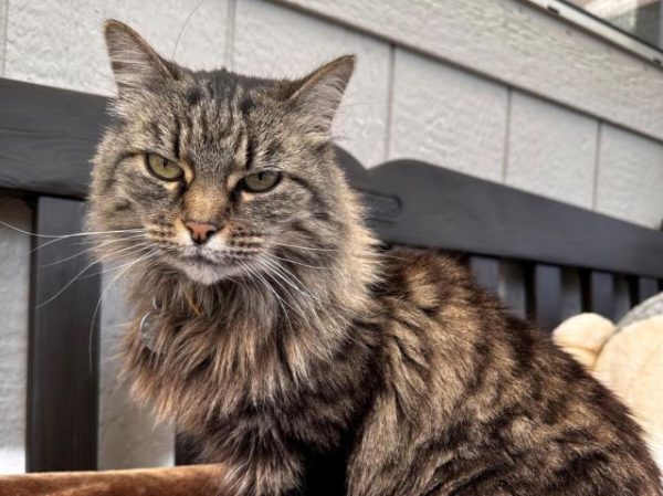 Adoptable Pet of the Week Fiddle