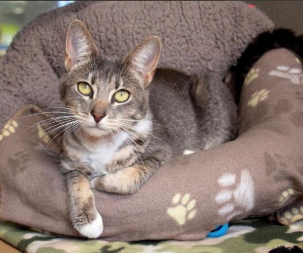 Adoptable Pet of the Week: Morticia