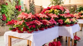 Cal Poly's annual poinsettia sale returns Dec. 2 and 9