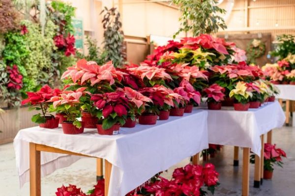 Cal Poly's annual poinsettia sale returns Dec. 2 and 9