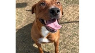 Crimson pet of the week