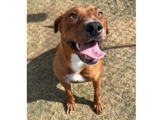 Crimson pet of the week