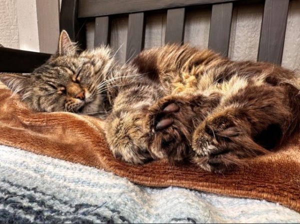 Adoptable Pet of the Week Fiddle