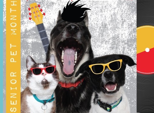 Humane society offering adoption special during November