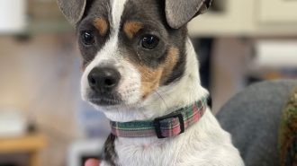 Adoptable Pet of the Week Dasher