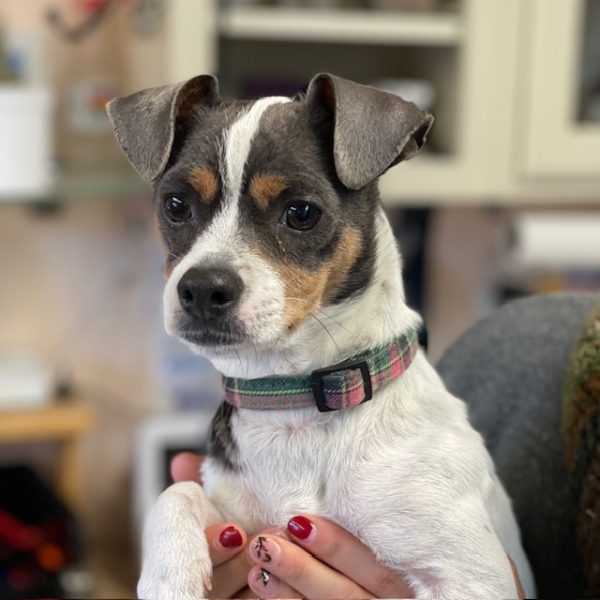 Adoptable Pet of the Week Dasher