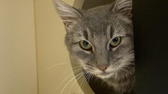 Adoptable Pet of the Week: Jamie