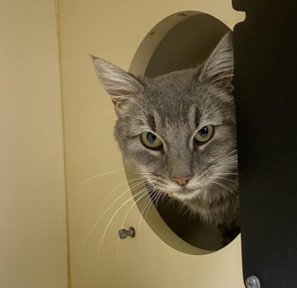 Adoptable Pet of the Week: Jamie