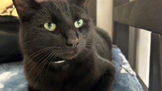 adoptable pet of the week apollo