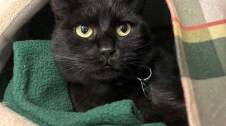 adoptable pet of the week: esme