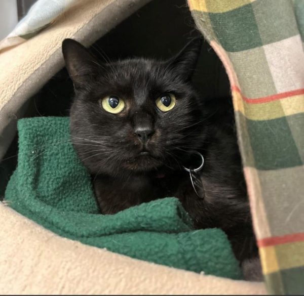 adoptable pet of the week: esme