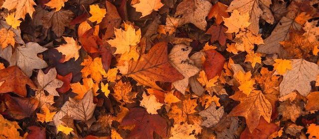 fall leaves stock pic