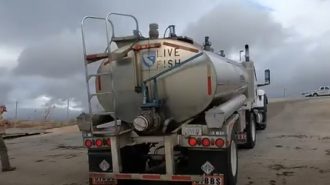 Video: Lake San Antonio stocked with rainbow trout