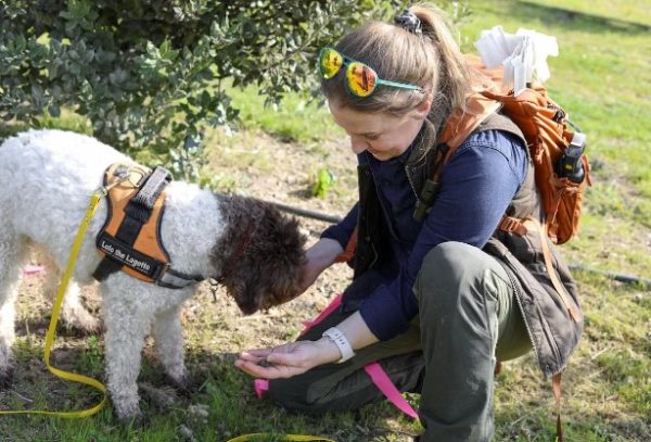 Truffle hunt experience opens for winter truffle harvest season