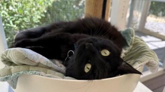 Adoptable Pet of the Week: Fizgig