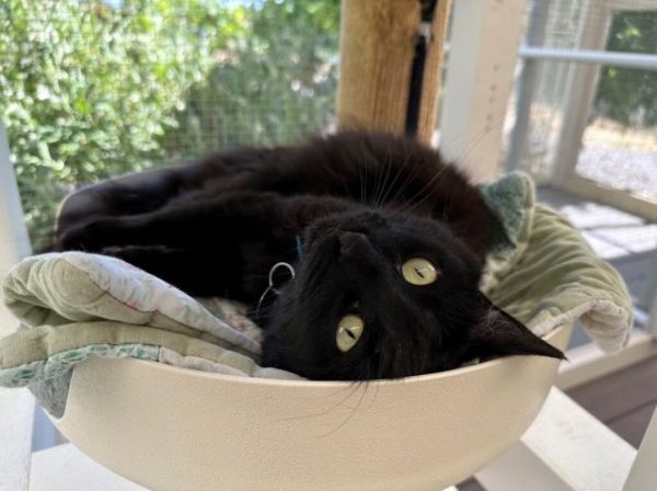 Adoptable Pet of the Week: Fizgig