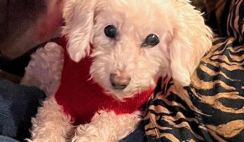 Adoptable Pet of the Week Rosie