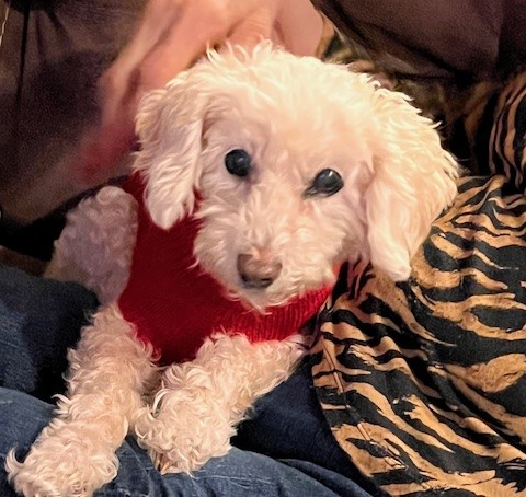 Adoptable Pet of the Week Rosie