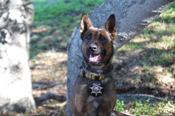 Sheriff's Advisory Foundation hosts benefit for K9 unit