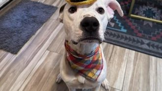 Adoptable pet of the week chance
