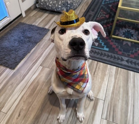Adoptable pet of the week chance