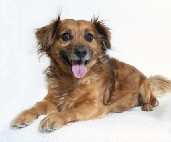 Adoptable Pet of the Week: Ollie