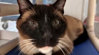 Adoptable Pet of the Week: Rocky