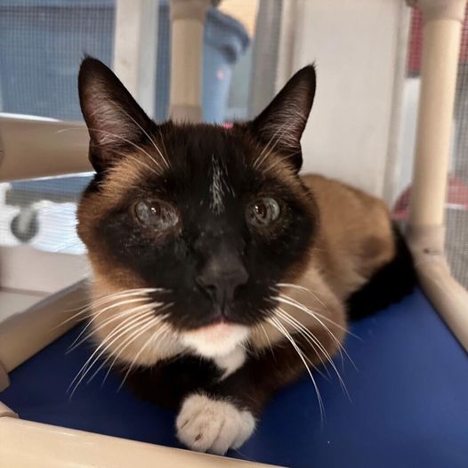 Adoptable Pet of the Week: Rocky